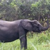 058 LOANGO 2 Akaka Riviere Rembo Ngove Nord Berge et Mammalia Proboscidea Elephant Loxodonta africana cyclotis 15E5K3IMG_106895wtmk.jpg
